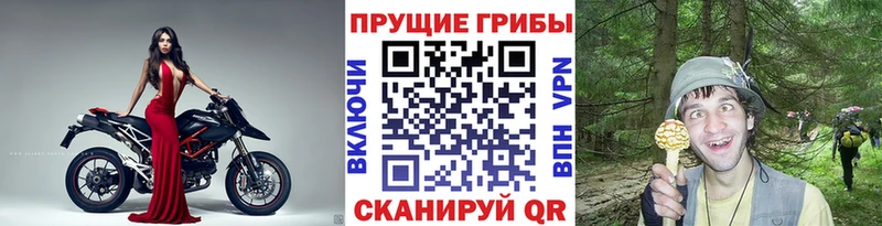 Псилоцибиновые грибы Psilocybine cubensis Олонец